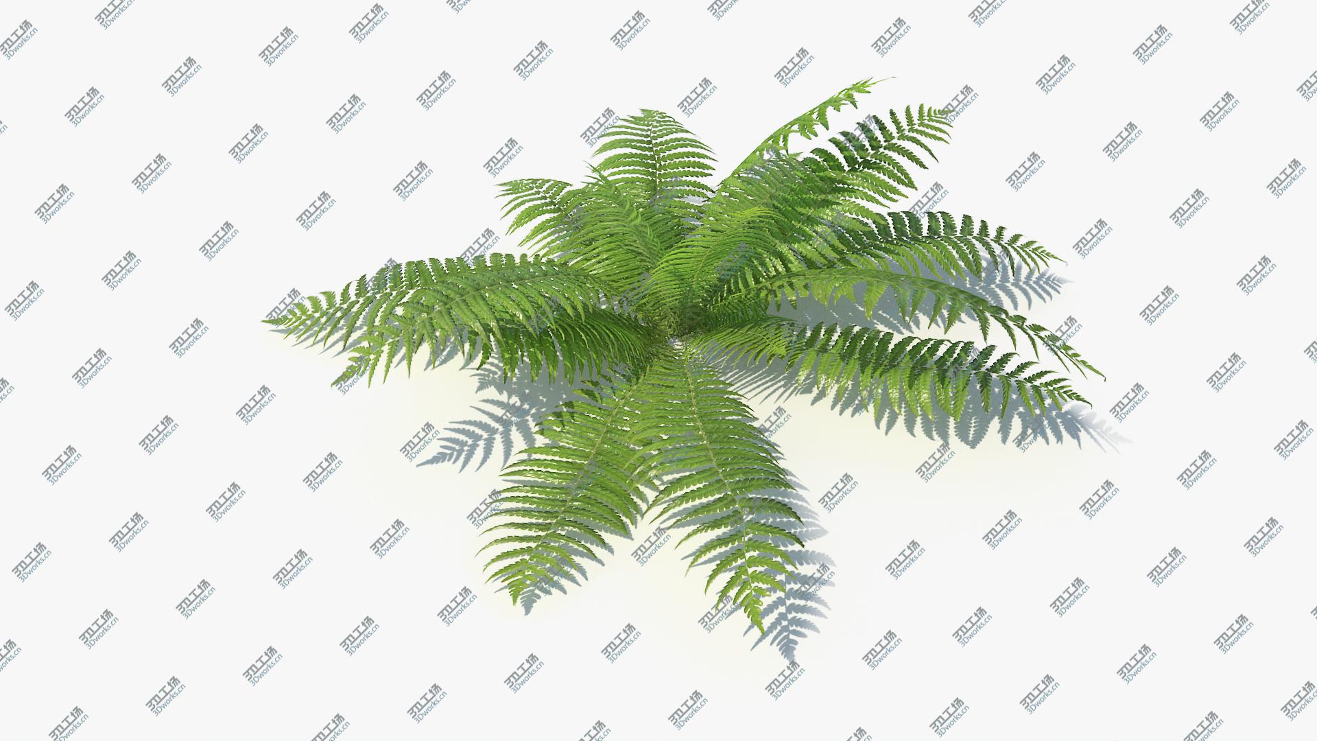 images/goods_img/2021040234/3D Ferns 01-07 model/3.jpg